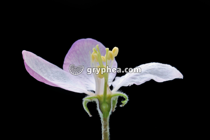 Pommier (Malus sp.) - Fleur épanouie en CL - gryphea.com